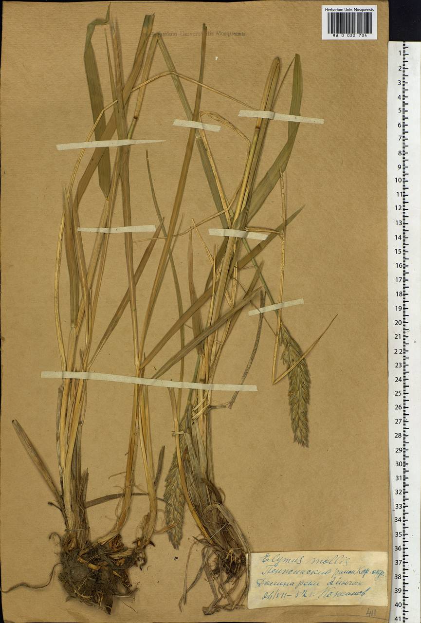 Leymus mollis (Trin.) Pilg., Siberia, Chukotka & Kamchatka (S7) (Russia)