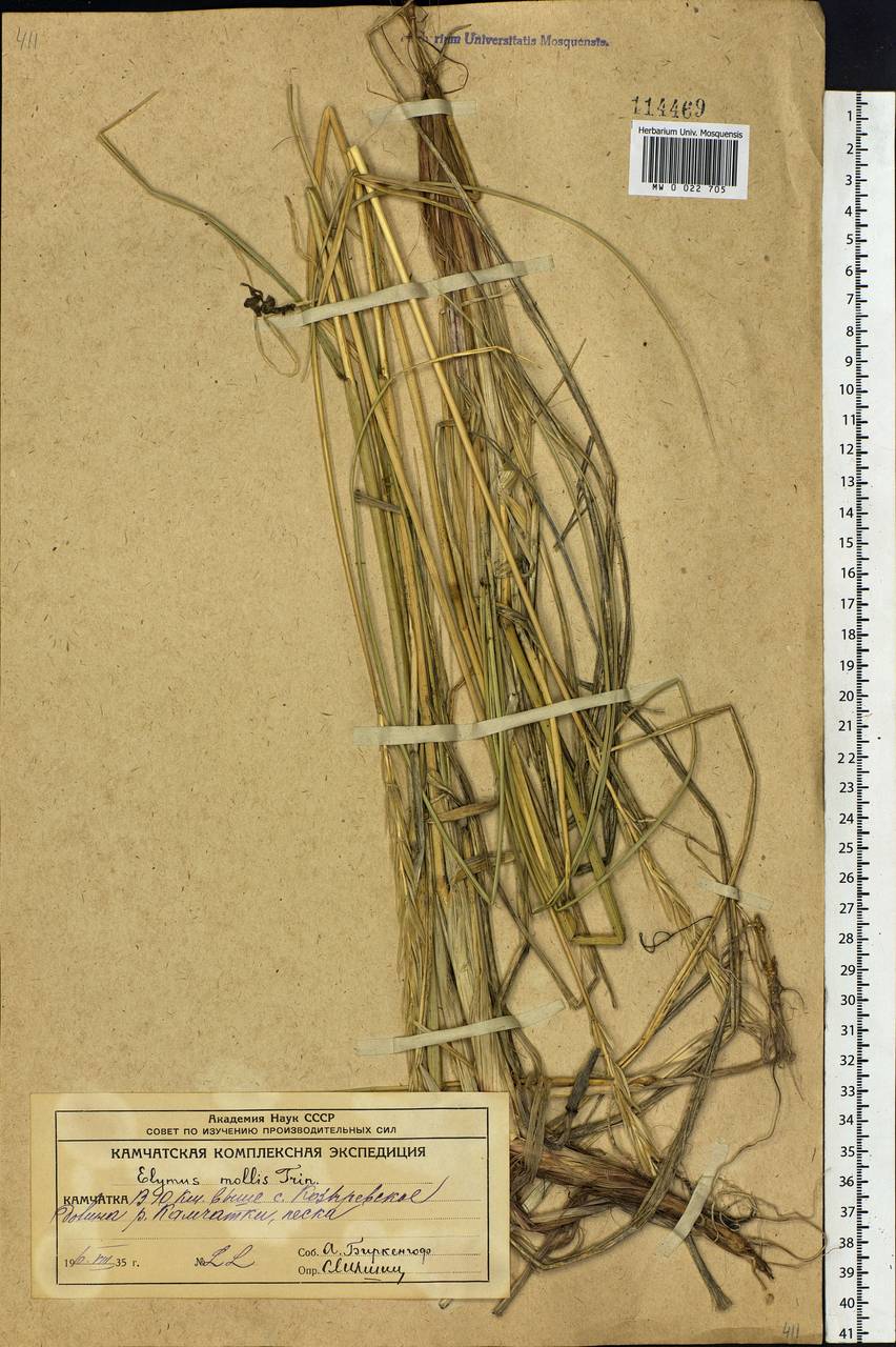 Leymus mollis (Trin.) Pilg., Siberia, Chukotka & Kamchatka (S7) (Russia)