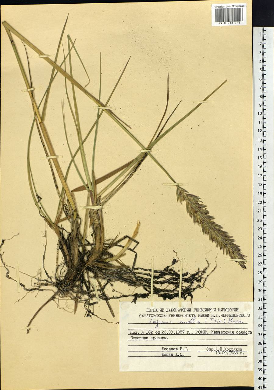 Leymus mollis (Trin.) Pilg., Siberia, Chukotka & Kamchatka (S7) (Russia)