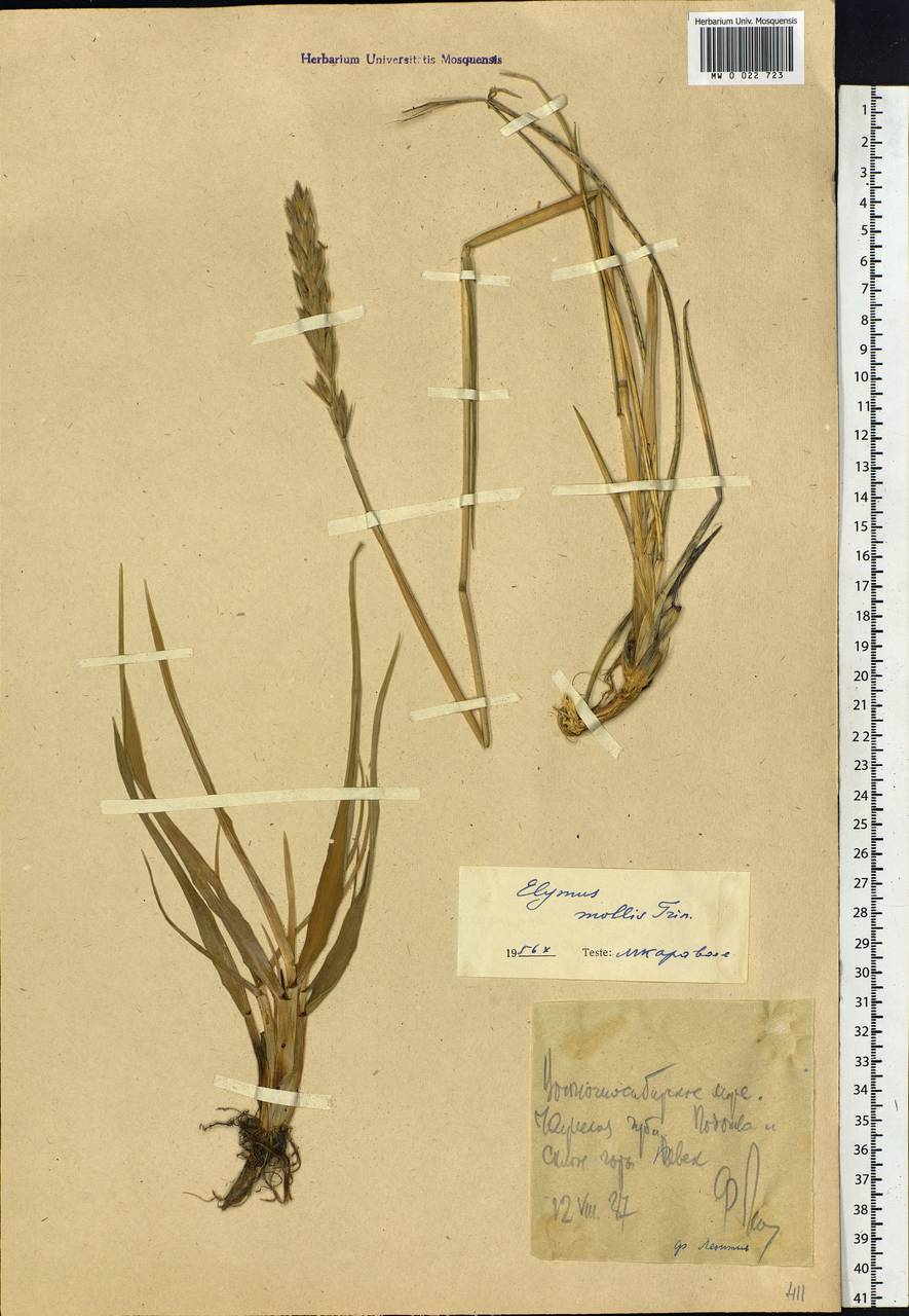 Leymus mollis (Trin.) Pilg., Siberia, Chukotka & Kamchatka (S7) (Russia)