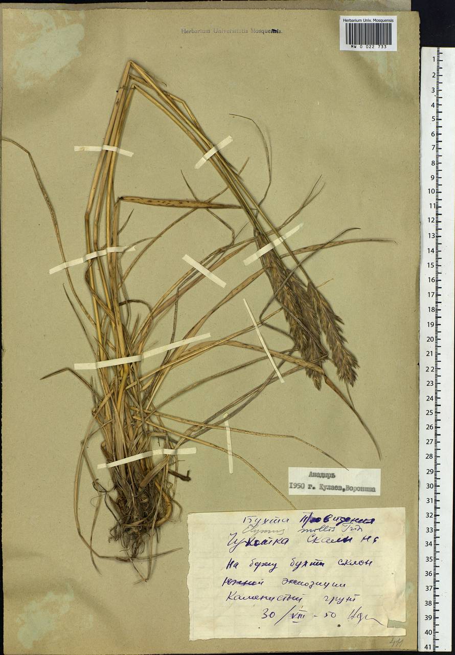 Leymus mollis (Trin.) Pilg., Siberia, Chukotka & Kamchatka (S7) (Russia)