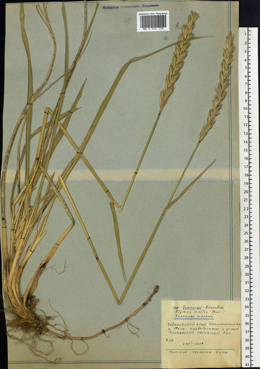 Leymus mollis (Trin.) Pilg., Siberia, Russian Far East (S6) (Russia)
