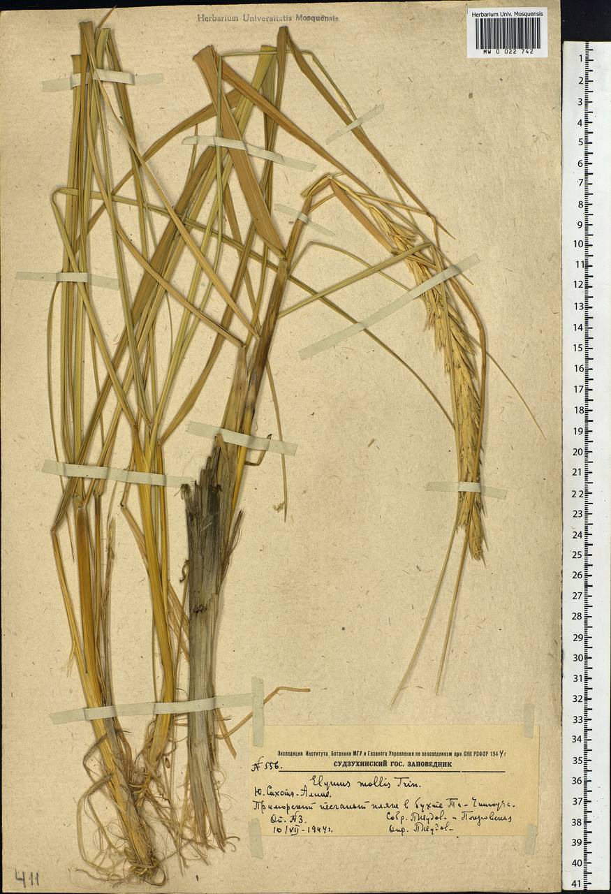 Leymus mollis (Trin.) Pilg., Siberia, Russian Far East (S6) (Russia)