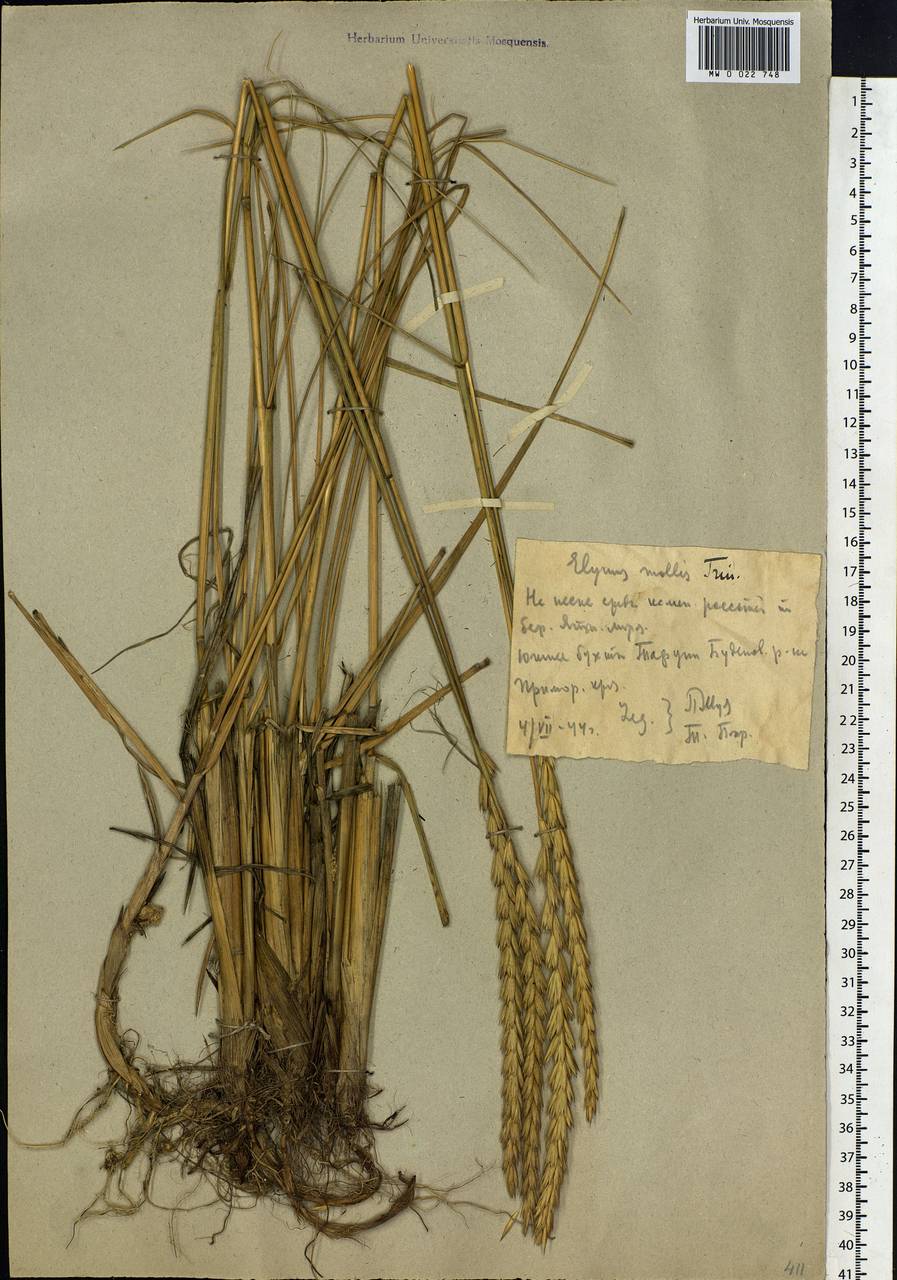 Leymus mollis (Trin.) Pilg., Siberia, Russian Far East (S6) (Russia)