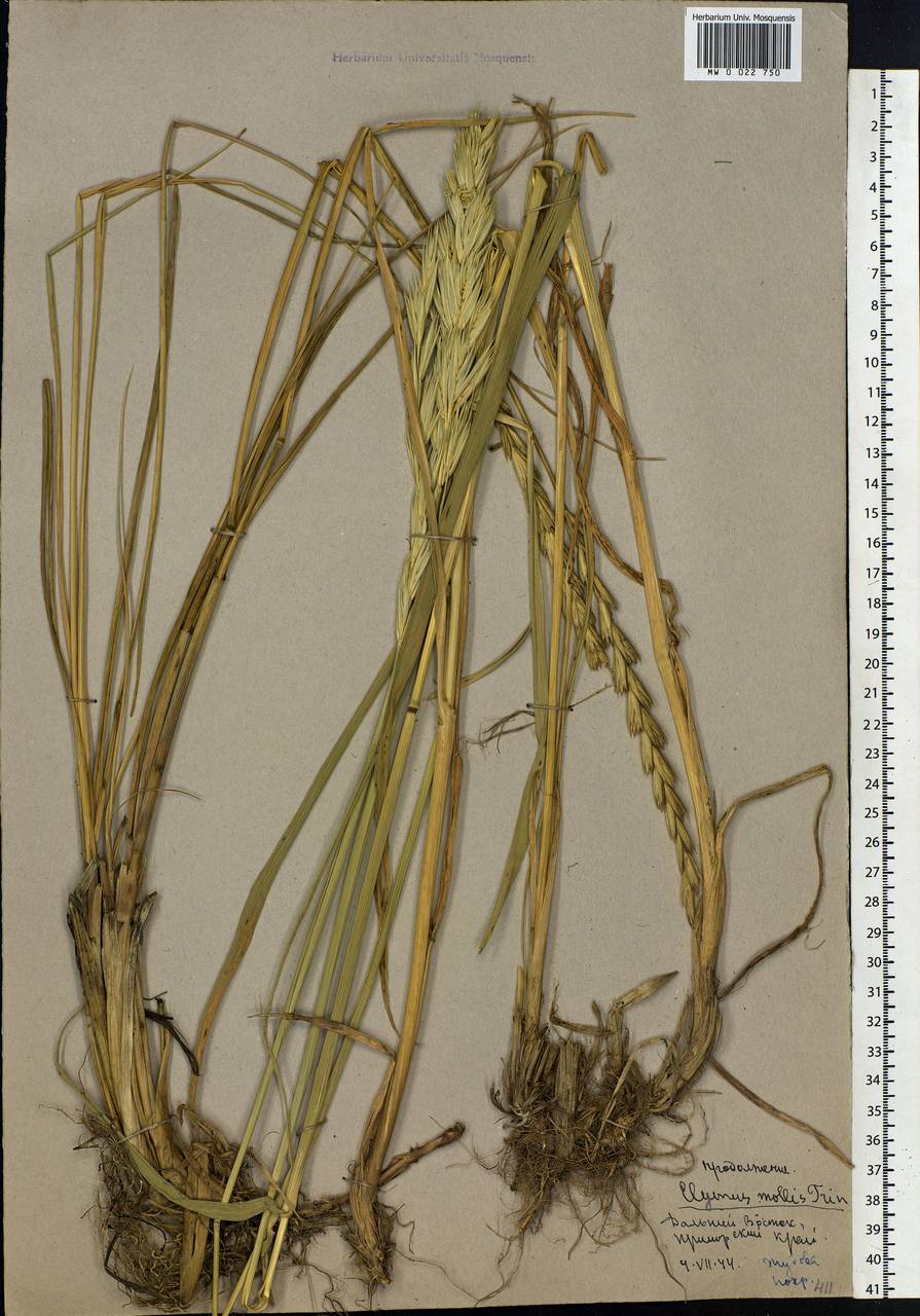 Leymus mollis (Trin.) Pilg., Siberia, Russian Far East (S6) (Russia)