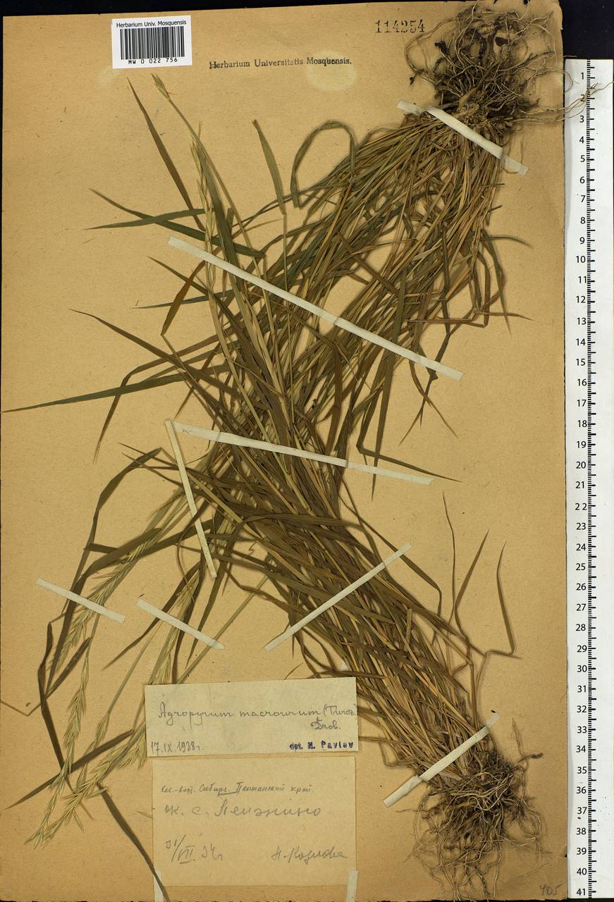 Elymus macrourus (Turcz.) Tzvelev, Siberia, Chukotka & Kamchatka (S7) (Russia)