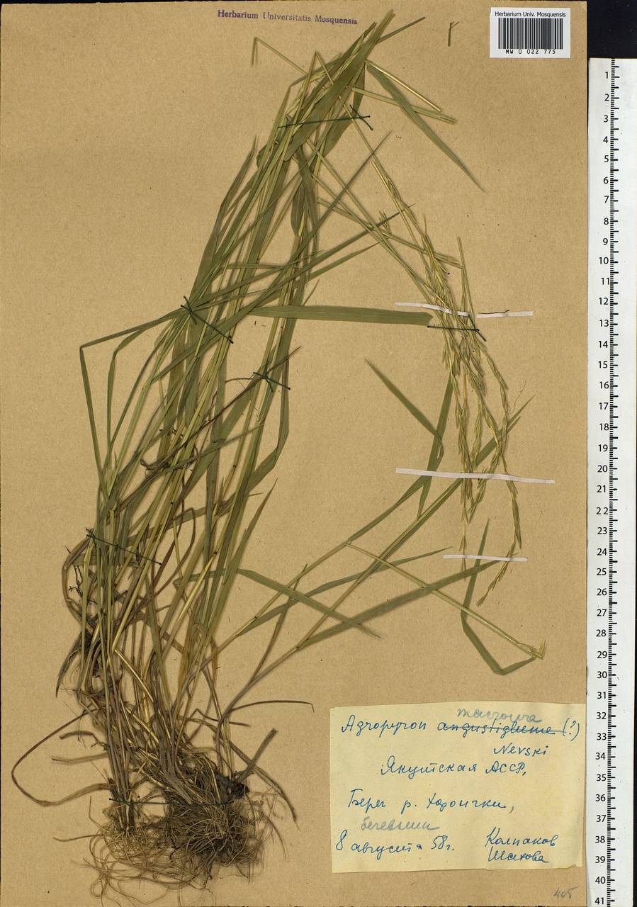 Elymus macrourus (Turcz.) Tzvelev, Siberia, Yakutia (S5) (Russia)