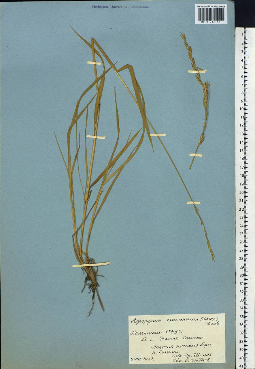 Elymus macrourus (Turcz.) Tzvelev, Siberia, Yakutia (S5) (Russia)
