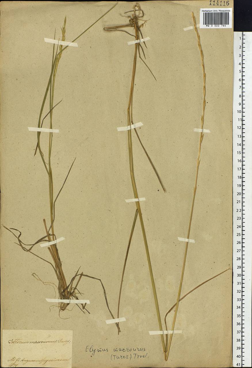 Elymus macrourus (Turcz.) Tzvelev, Siberia, Baikal & Transbaikal region (S4) (Russia)