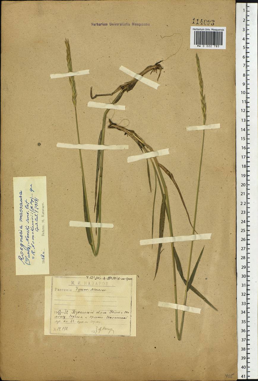 Elymus macrourus (Turcz.) Tzvelev, Siberia, Baikal & Transbaikal region (S4) (Russia)