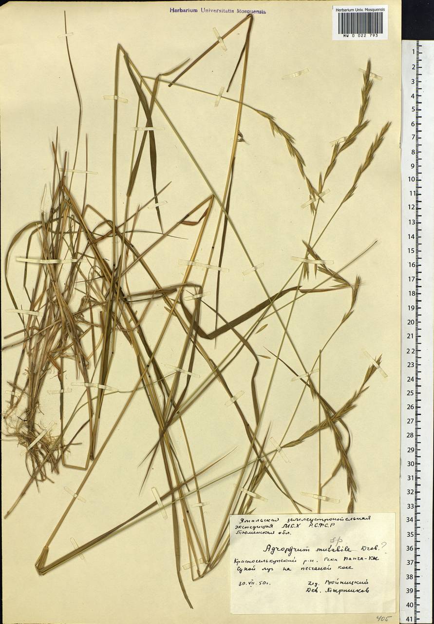 Elymus macrourus (Turcz.) Tzvelev, Siberia, Western Siberia (S1) (Russia)