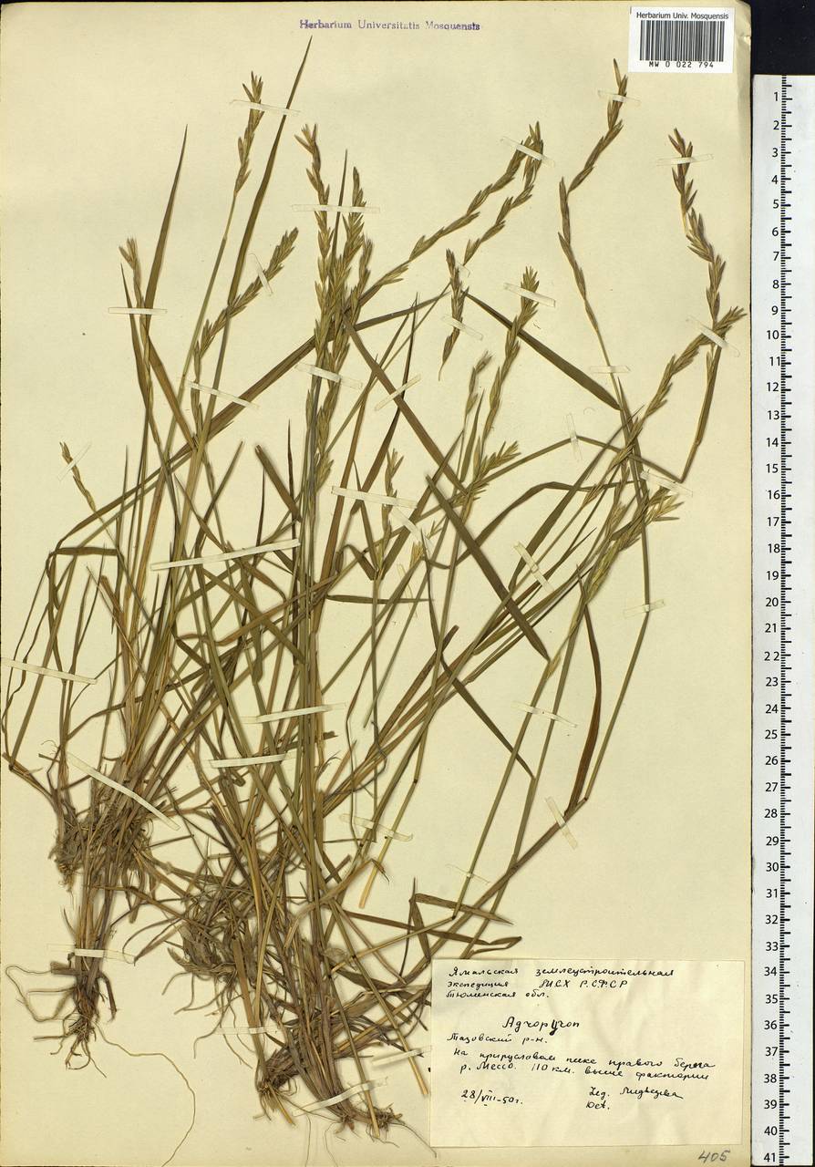 Elymus macrourus (Turcz.) Tzvelev, Siberia, Western Siberia (S1) (Russia)