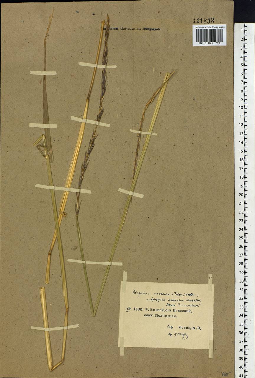 Elymus macrourus (Turcz.) Tzvelev, Siberia, Central Siberia (S3) (Russia)