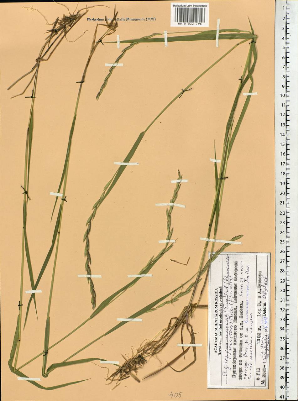 Elymus macrourus (Turcz.) Tzvelev, Siberia, Central Siberia (S3) (Russia)