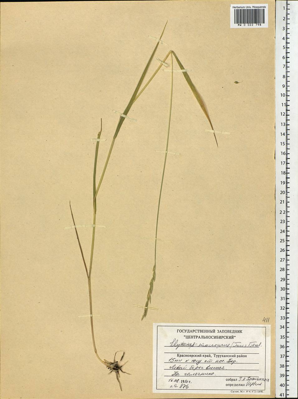 Elymus macrourus (Turcz.) Tzvelev, Siberia, Central Siberia (S3) (Russia)