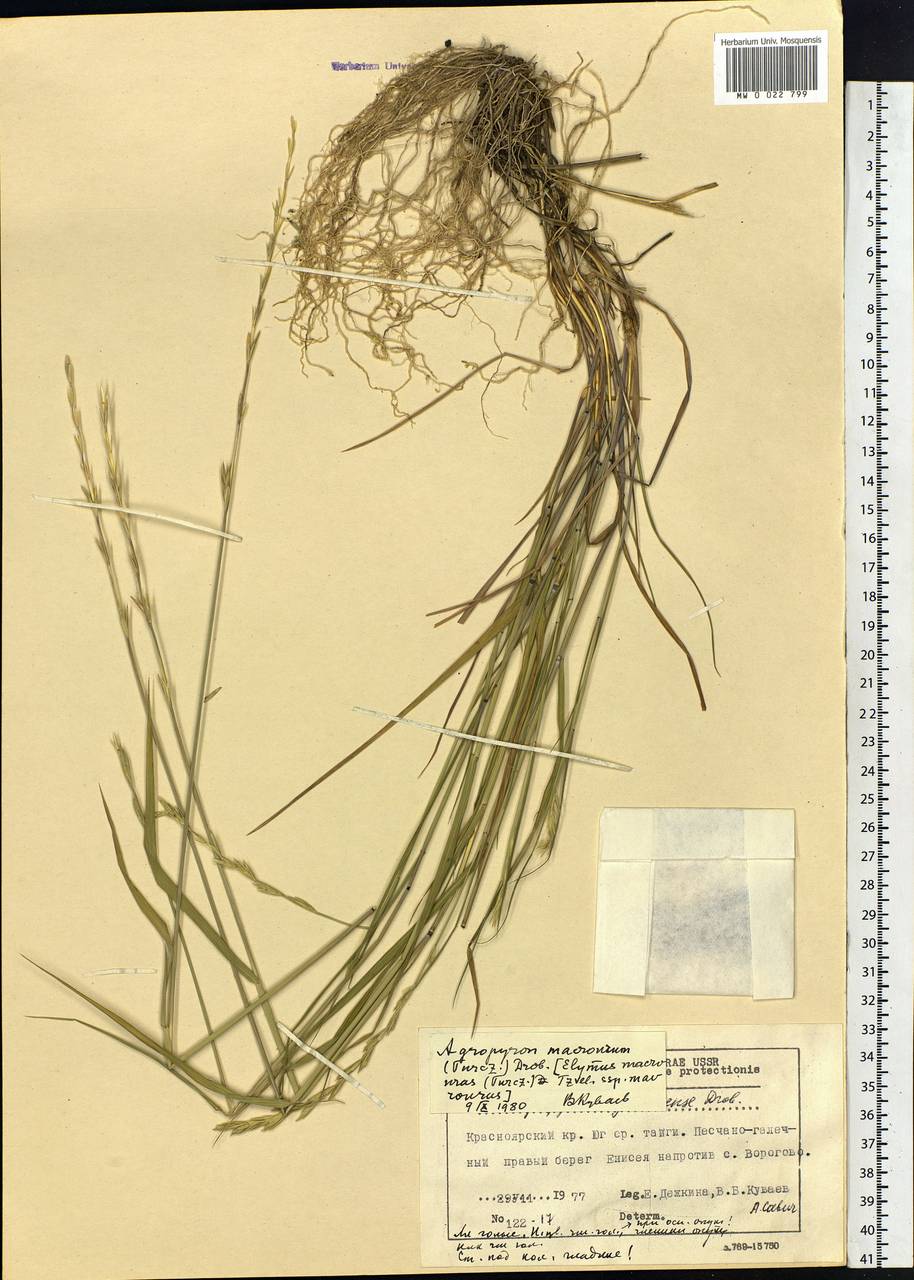 Elymus macrourus (Turcz.) Tzvelev, Siberia, Central Siberia (S3) (Russia)