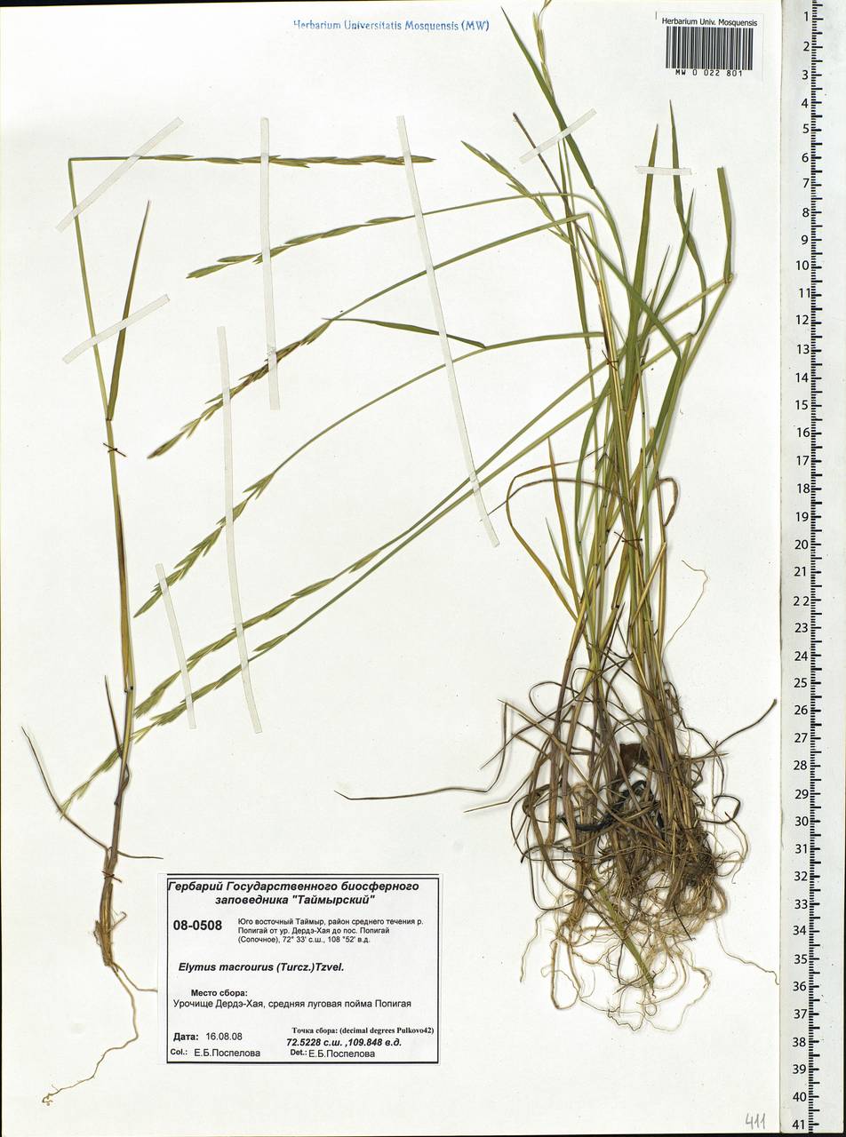 Elymus macrourus (Turcz. ex Steud.) Tzvelev, Siberia, Central Siberia (S3) (Russia)