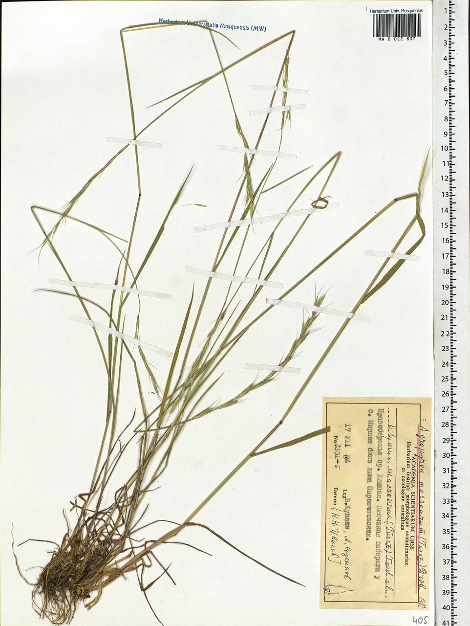 Elymus macrourus (Turcz.) Tzvelev, Siberia, Central Siberia (S3) (Russia)