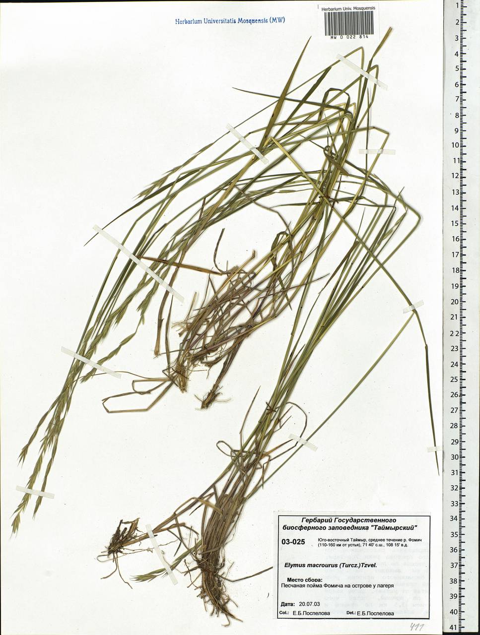 Elymus macrourus (Turcz. ex Steud.) Tzvelev, Siberia, Central Siberia (S3) (Russia)