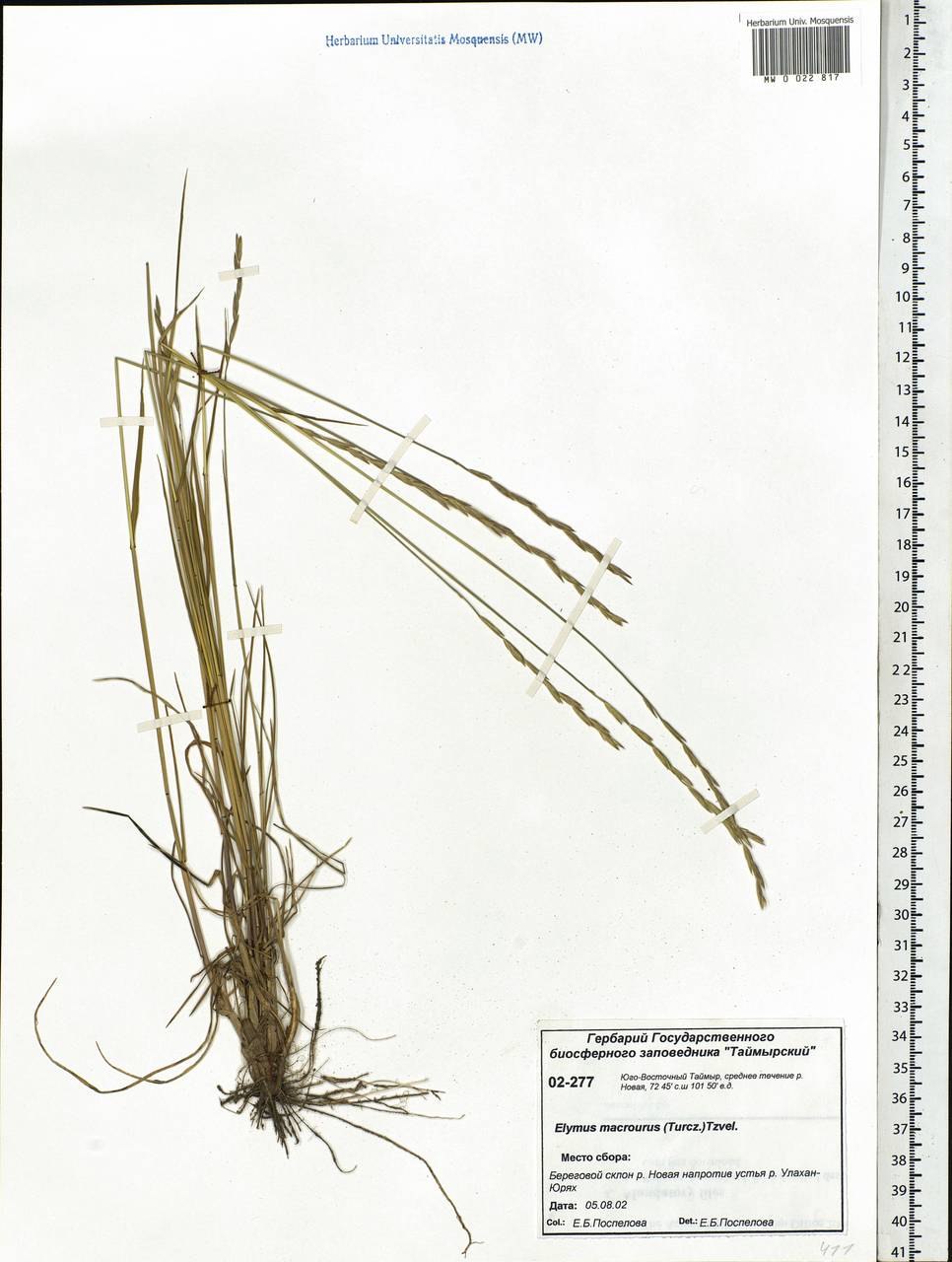 Elymus macrourus (Turcz. ex Steud.) Tzvelev, Siberia, Central Siberia (S3) (Russia)
