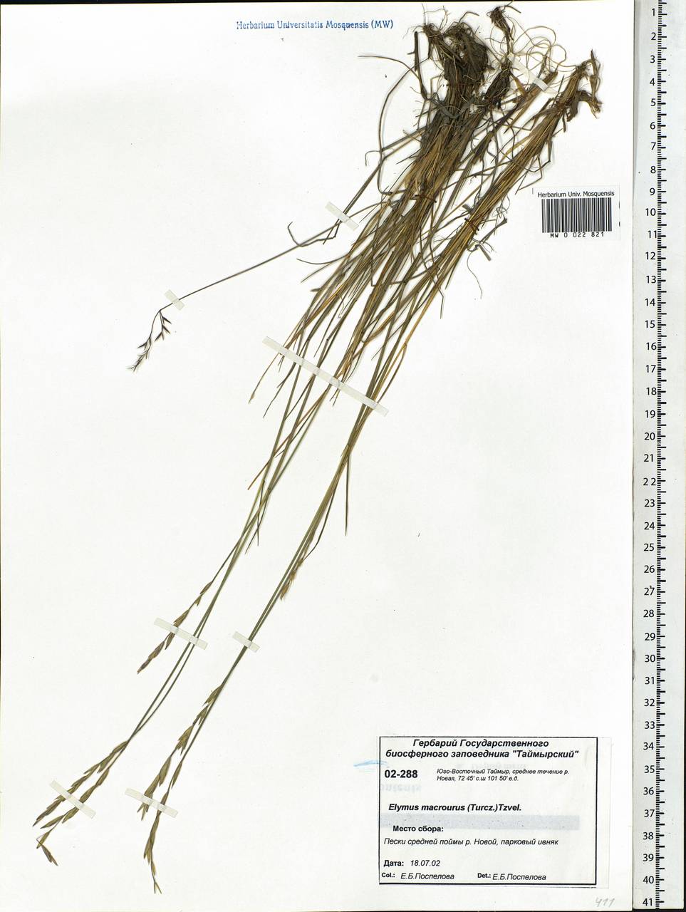 Elymus macrourus (Turcz. ex Steud.) Tzvelev, Siberia, Central Siberia (S3) (Russia)