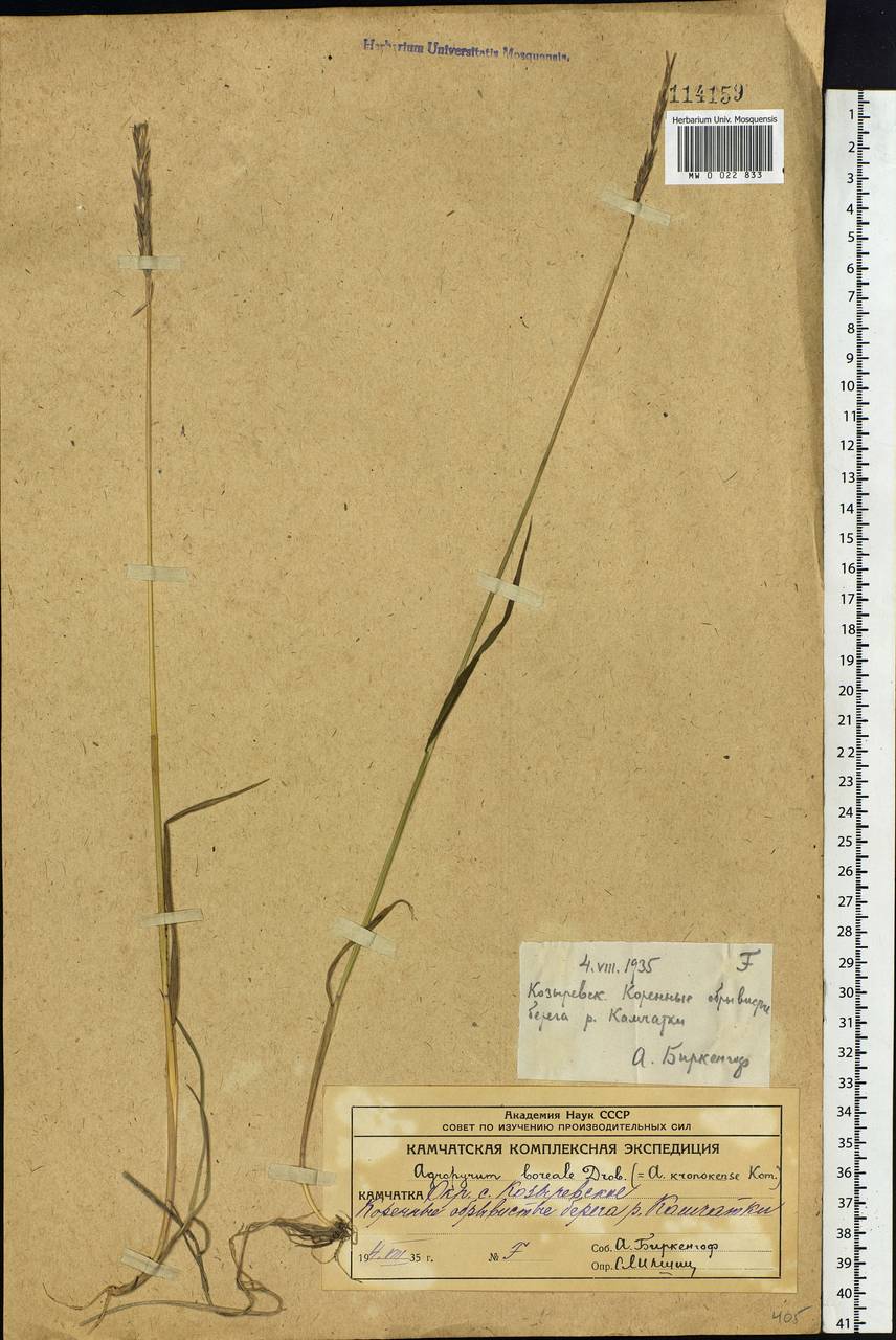 Elymus macrourus (Turcz.) Tzvelev, Siberia, Chukotka & Kamchatka (S7) (Russia)
