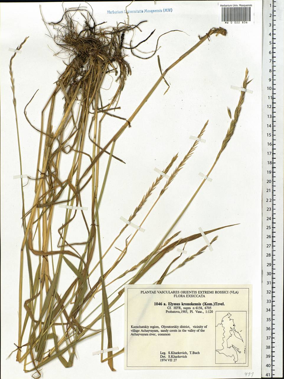Elymus macrourus (Turcz.) Tzvelev, Siberia, Chukotka & Kamchatka (S7) (Russia)