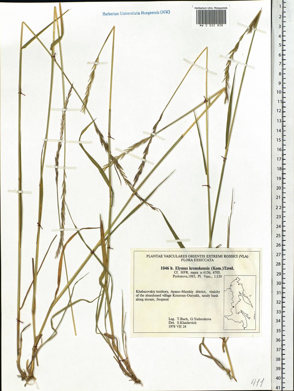 Elymus macrourus (Turcz. ex Steud.) Tzvelev, Siberia, Russian Far East (S6) (Russia)