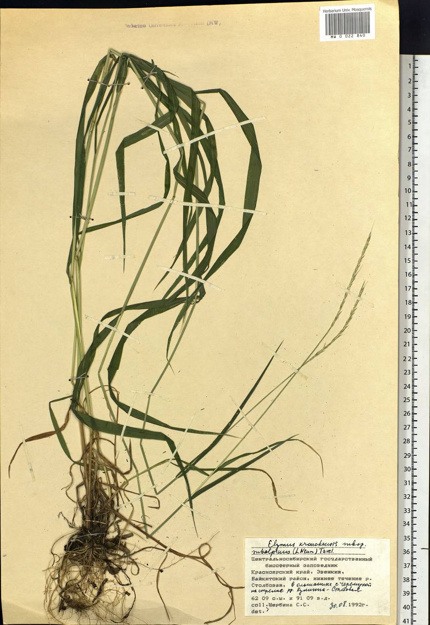 Elymus macrourus (Turcz.) Tzvelev, Siberia, Central Siberia (S3) (Russia)