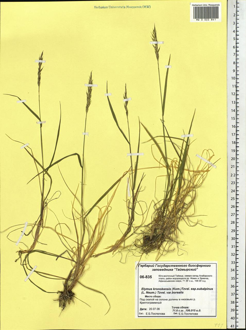 Elymus macrourus (Turcz. ex Steud.) Tzvelev, Siberia, Central Siberia (S3) (Russia)