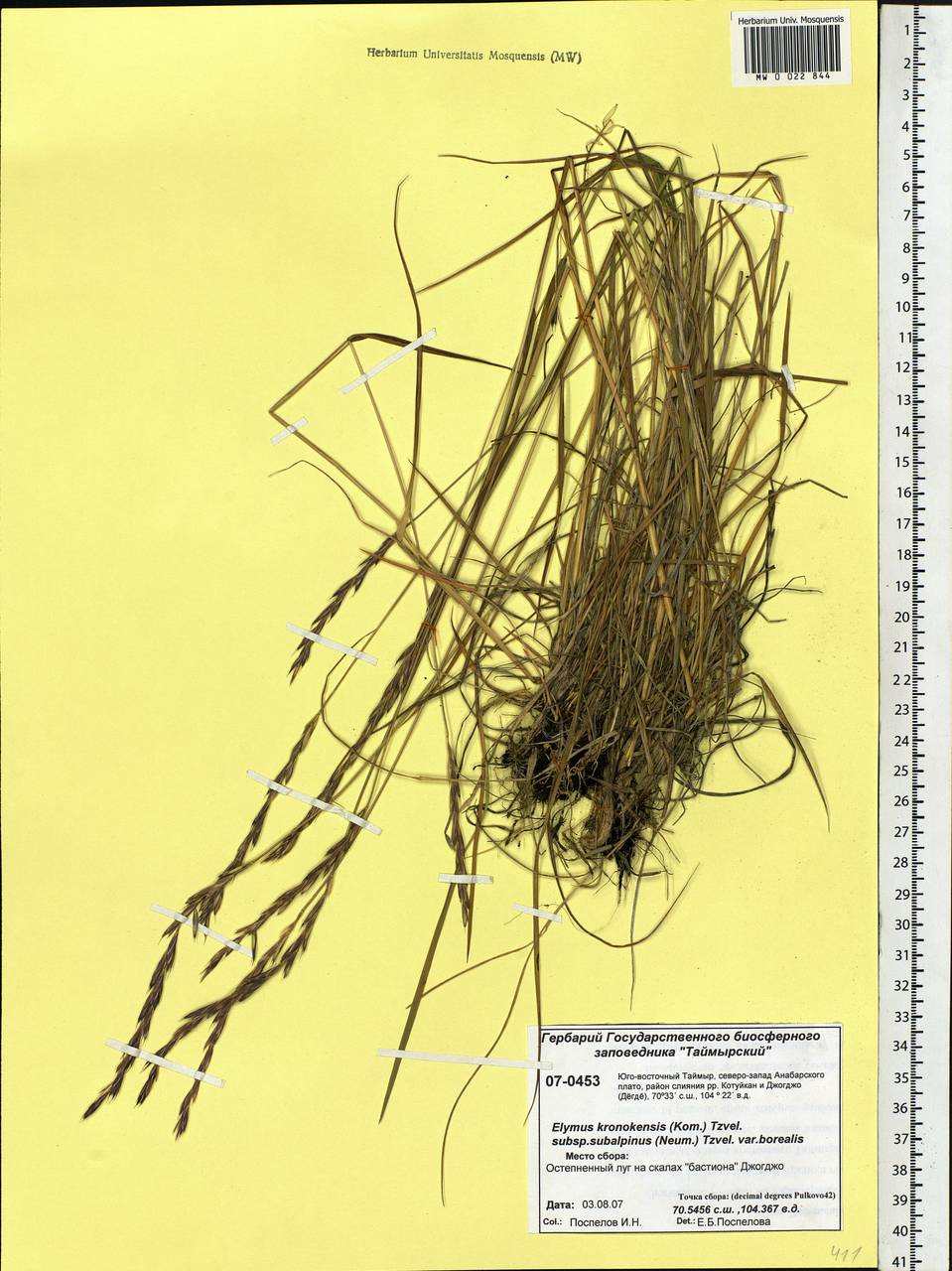 Elymus macrourus (Turcz. ex Steud.) Tzvelev, Siberia, Central Siberia (S3) (Russia)