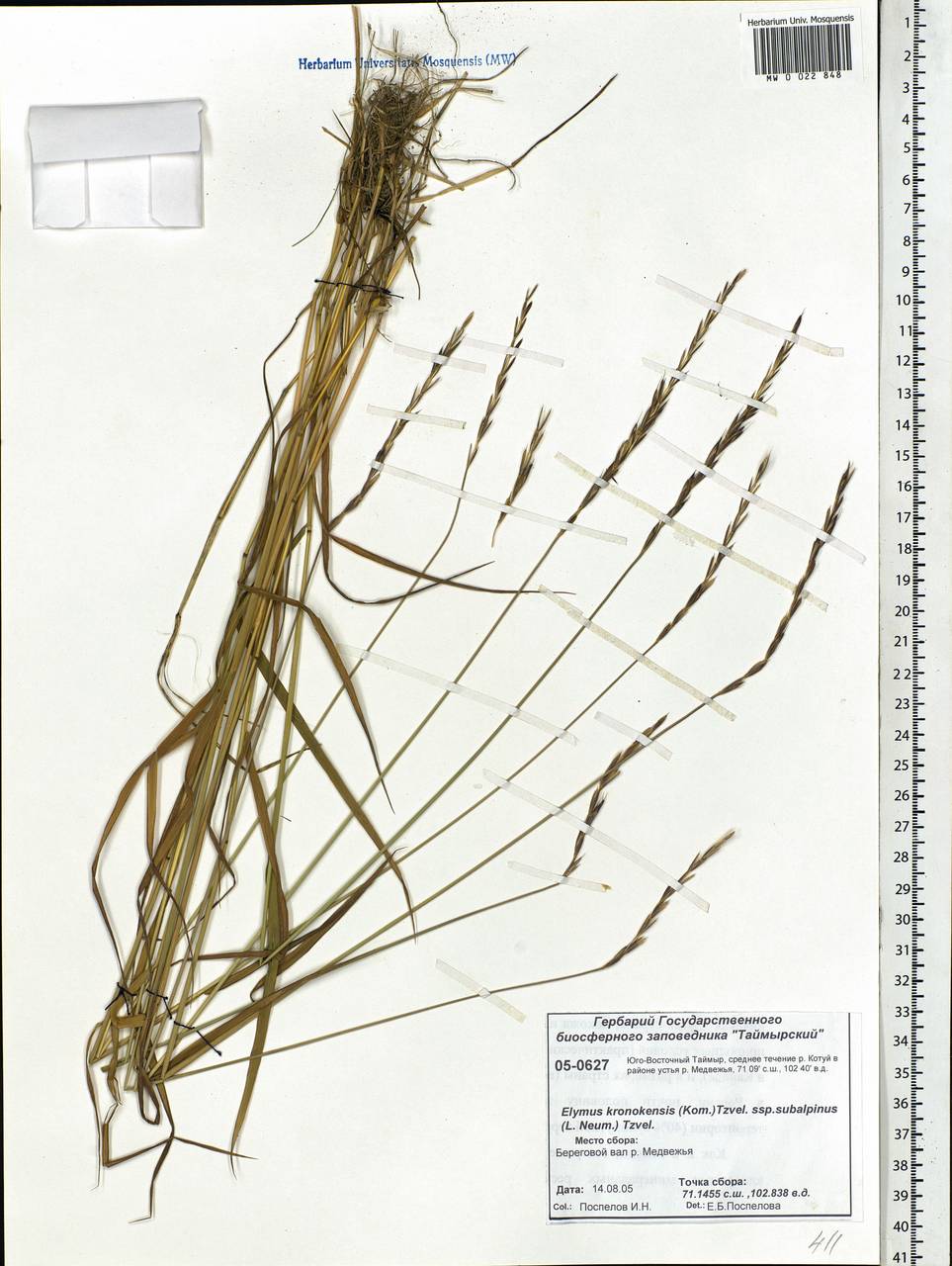 Elymus macrourus (Turcz. ex Steud.) Tzvelev, Siberia, Central Siberia (S3) (Russia)