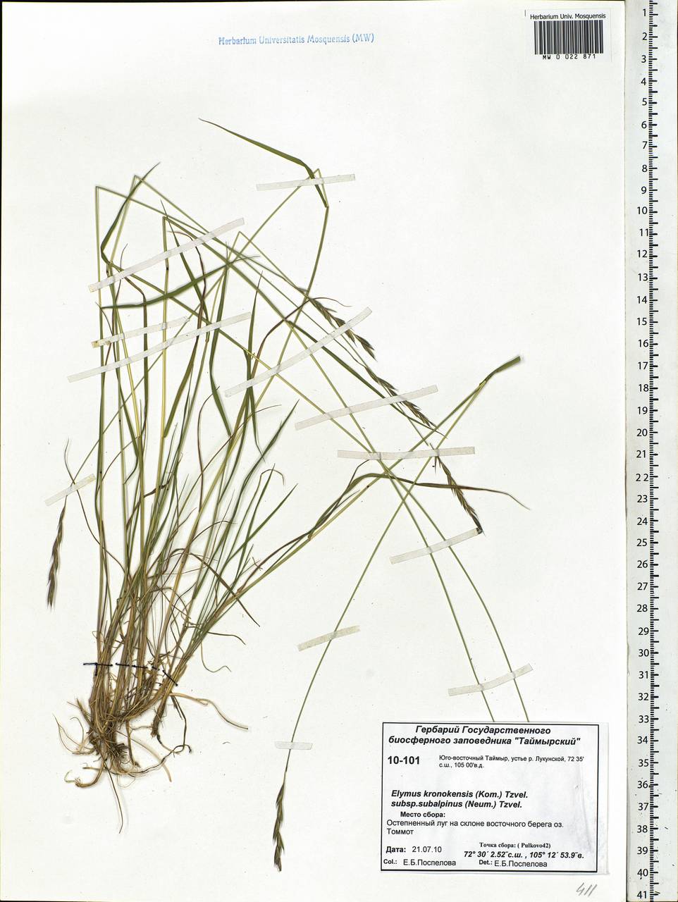 Elymus macrourus (Turcz. ex Steud.) Tzvelev, Siberia, Central Siberia (S3) (Russia)