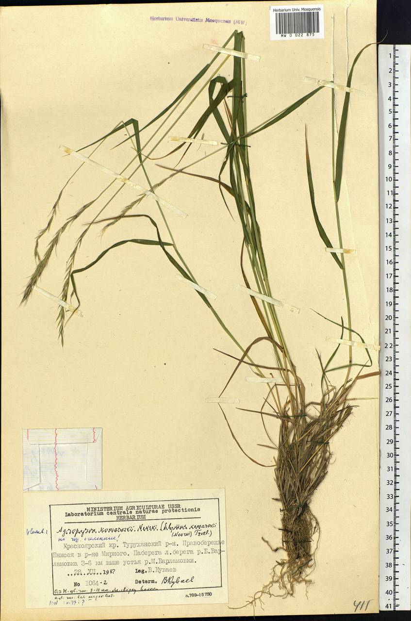 Elymus uralensis (Nevski) Tzvelev, Siberia, Central Siberia (S3) (Russia)