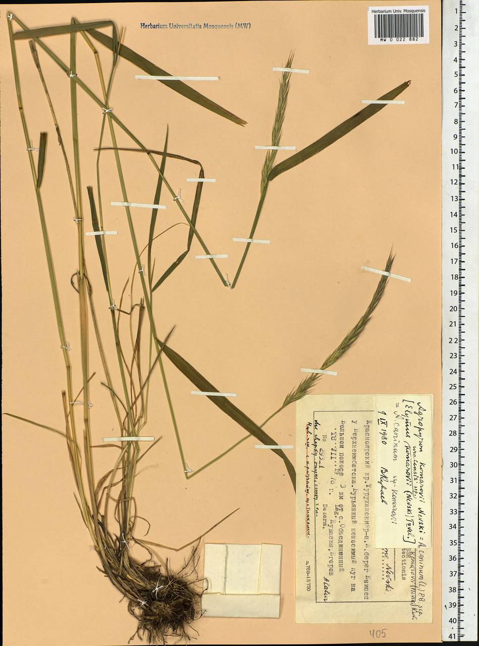 Elymus uralensis (Nevski) Tzvelev, Siberia, Central Siberia (S3) (Russia)