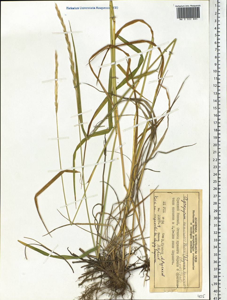 Elymus uralensis (Nevski) Tzvelev, Siberia, Central Siberia (S3) (Russia)