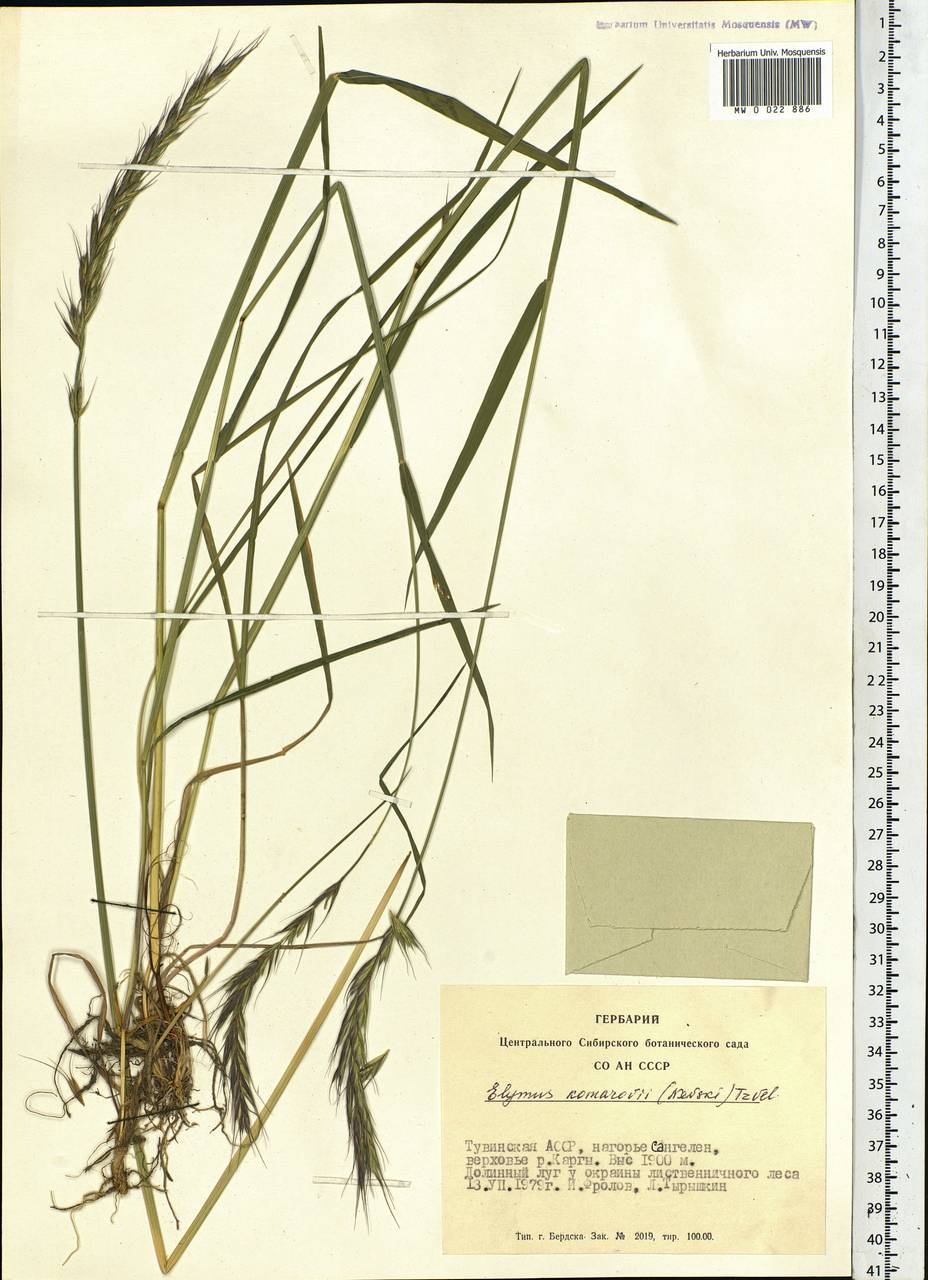 Elymus uralensis (Nevski) Tzvelev, Siberia, Altai & Sayany Mountains (S2) (Russia)