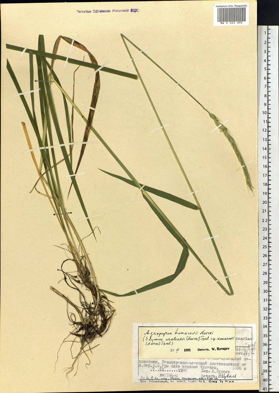 Elymus uralensis (Nevski) Tzvelev, Siberia, Altai & Sayany Mountains (S2) (Russia)