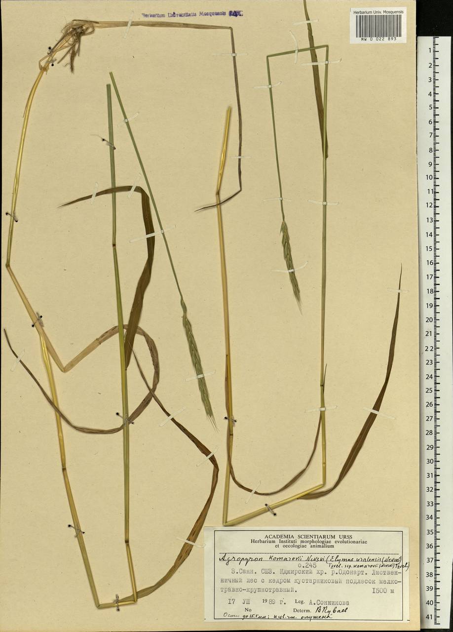 Elymus uralensis (Nevski) Tzvelev, Siberia, Altai & Sayany Mountains (S2) (Russia)