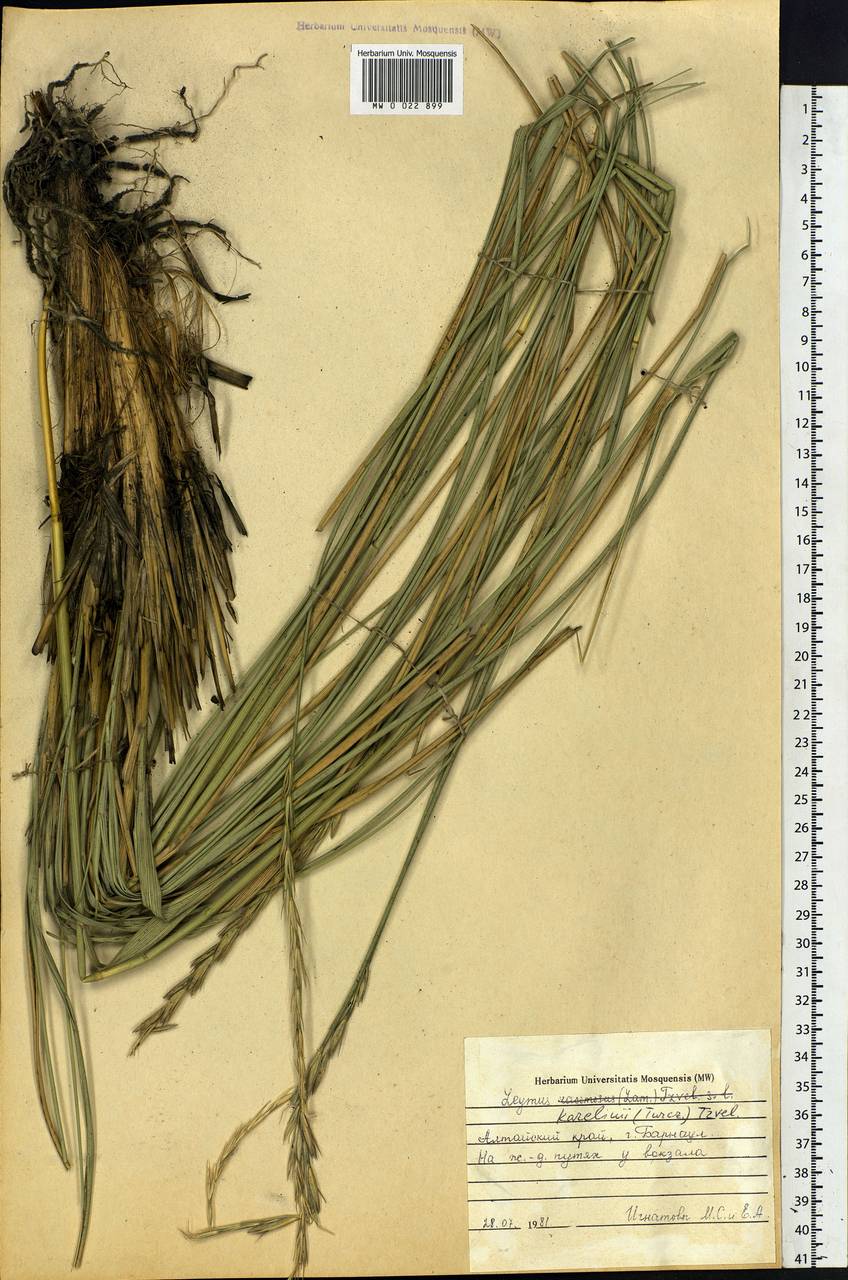 Leymus karelinii (Turcz.) Tzvelev, Siberia, Altai & Sayany Mountains (S2) (Russia)
