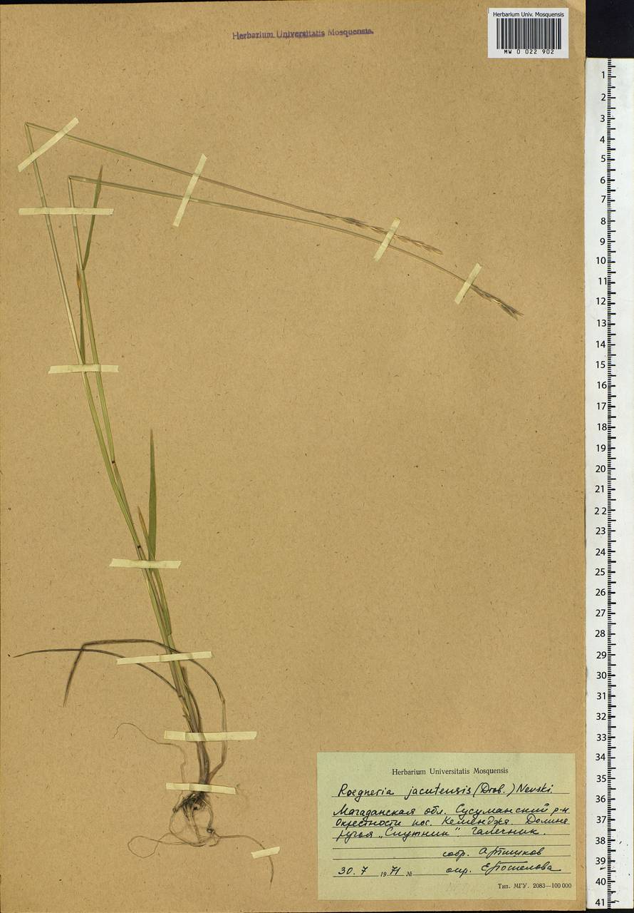 Elymus jacutensis (Drobow) Tzvelev, Siberia, Chukotka & Kamchatka (S7) (Russia)