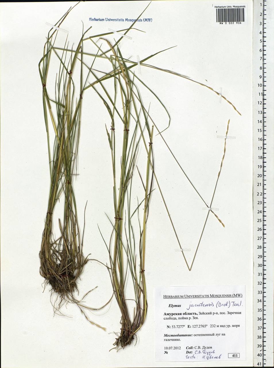 Elymus jacutensis (Drobow) Tzvelev, Siberia, Russian Far East (S6) (Russia)