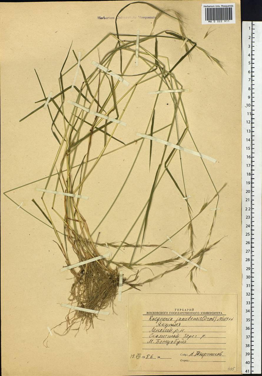 Elymus jacutensis (Drobow) Tzvelev, Siberia, Yakutia (S5) (Russia)