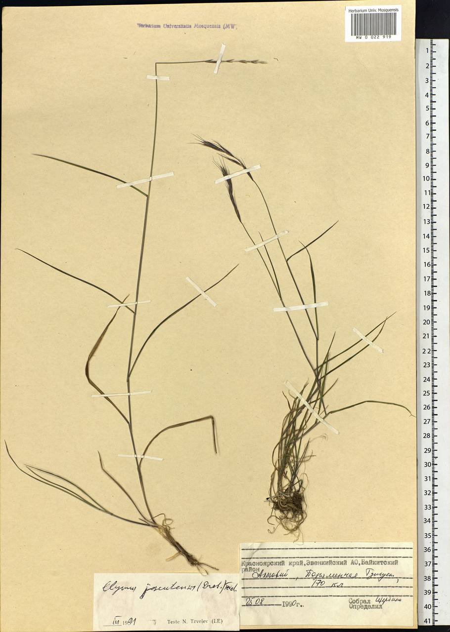 Elymus jacutensis (Drobow) Tzvelev, Siberia, Central Siberia (S3) (Russia)