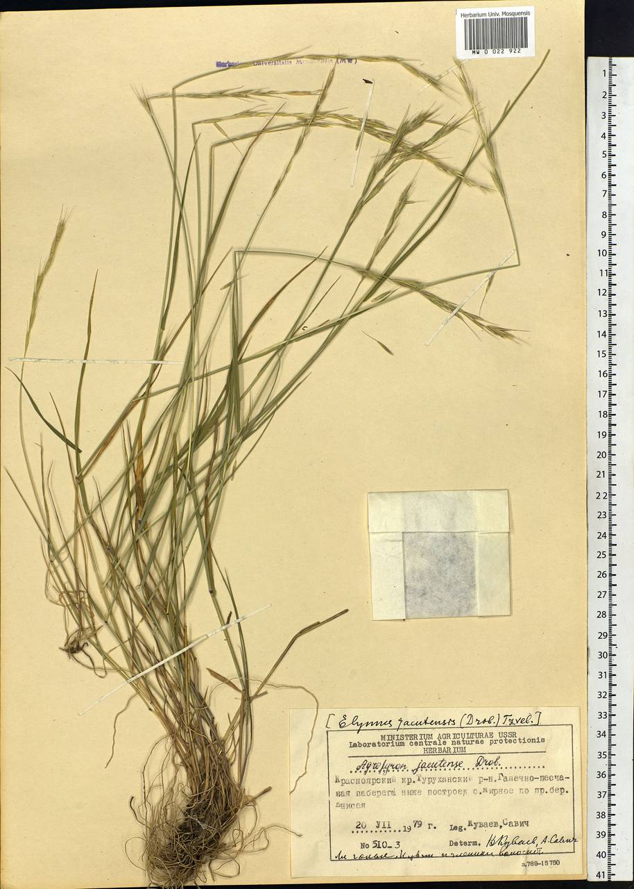 Elymus jacutensis (Drobow) Tzvelev, Siberia, Central Siberia (S3) (Russia)