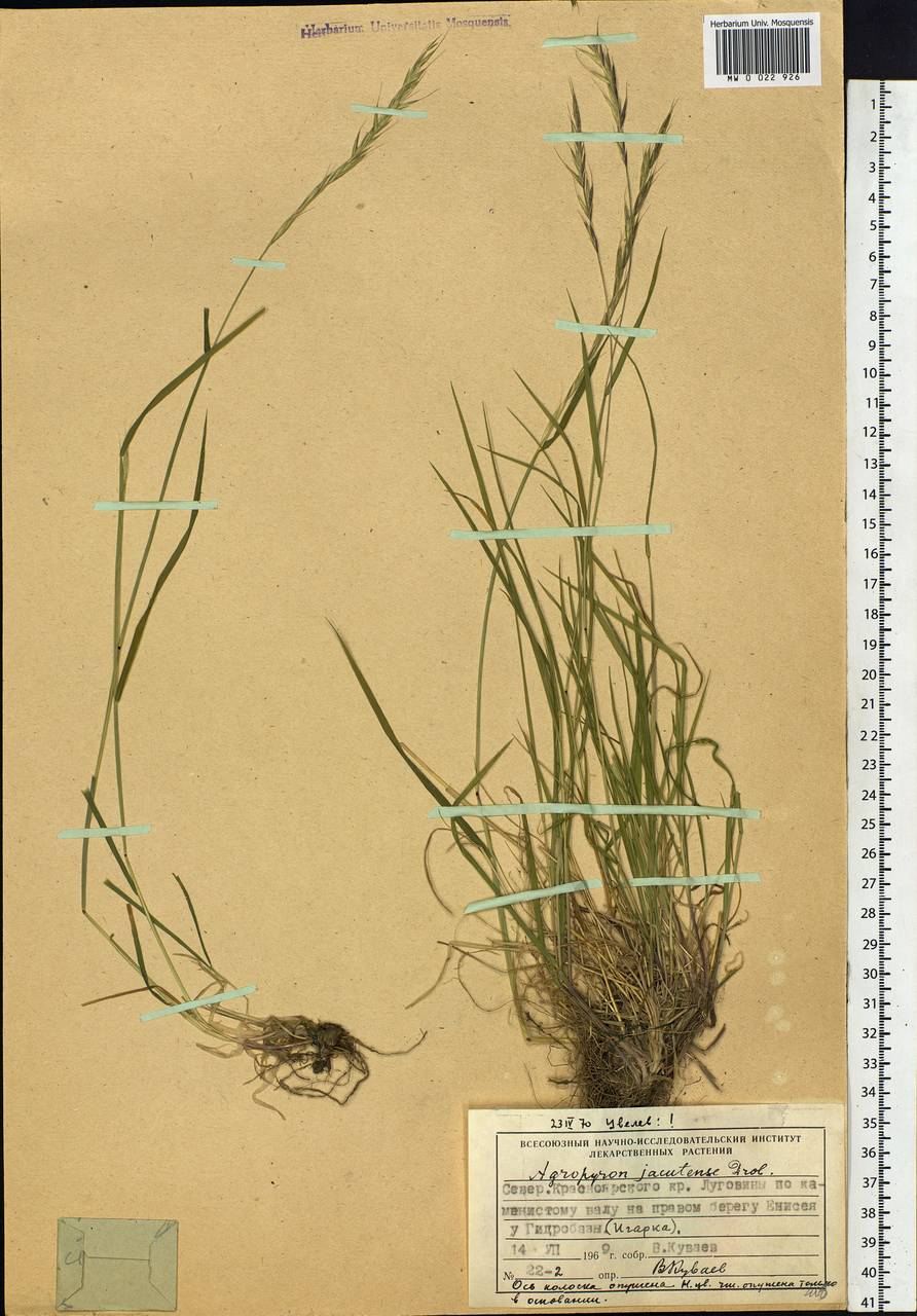 Elymus jacutensis (Drobow) Tzvelev, Siberia, Central Siberia (S3) (Russia)