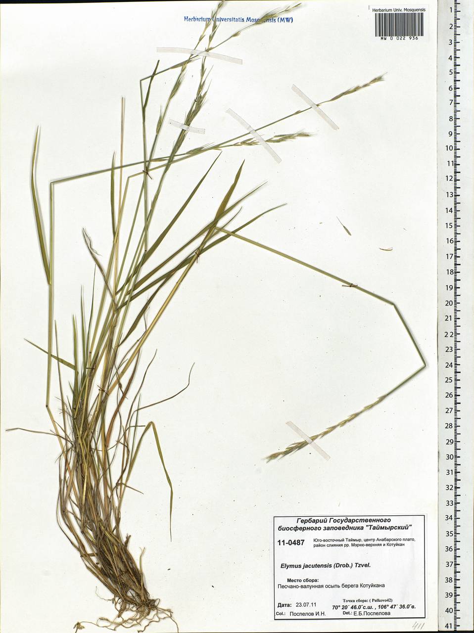 Elymus jacutensis (Drobow) Tzvelev, Siberia, Central Siberia (S3) (Russia)