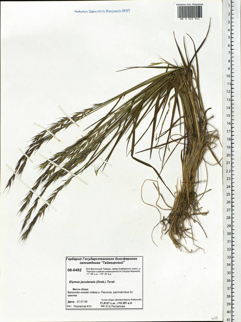 Elymus jacutensis (Drobow) Tzvelev, Siberia, Central Siberia (S3) (Russia)