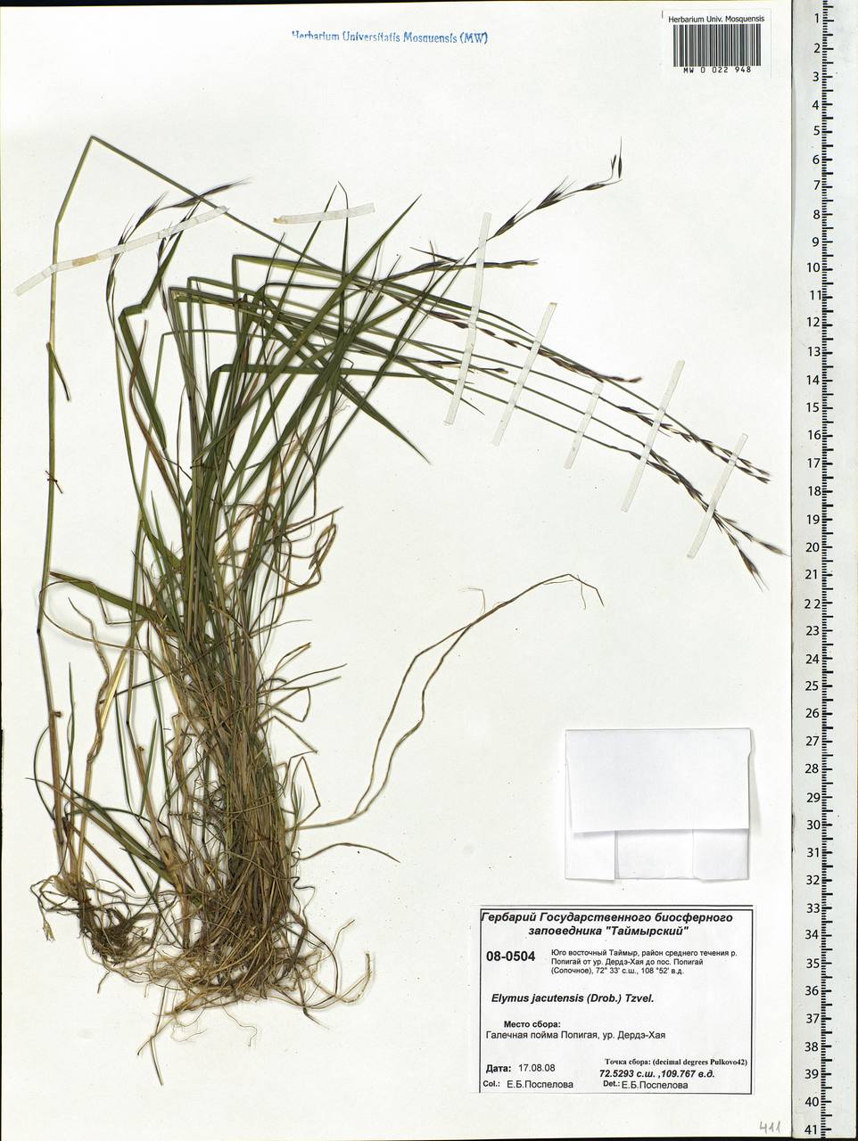 Elymus jacutensis (Drobow) Tzvelev, Siberia, Central Siberia (S3) (Russia)