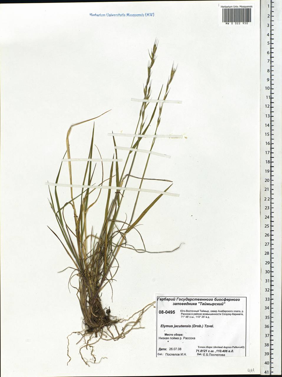 Elymus jacutensis (Drobow) Tzvelev, Siberia, Central Siberia (S3) (Russia)